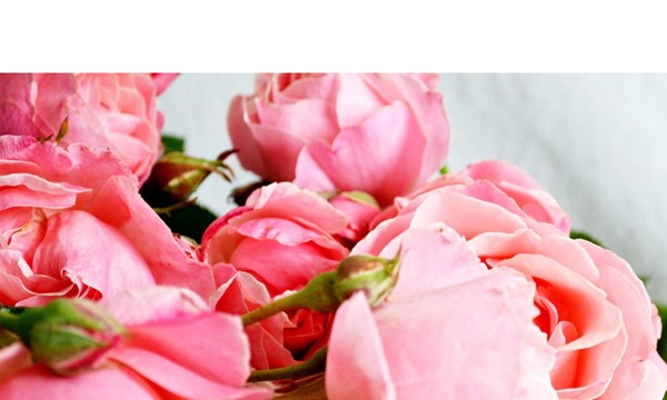 Indiana Peony Festival