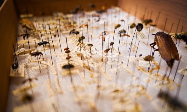 Grasshopper and Butterfly Pinning