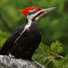 Bird Watching Club Profile Picture