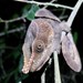High Country Herpetology Club Profile Picture