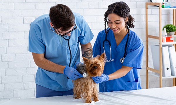 Veterinary Assistant 101
