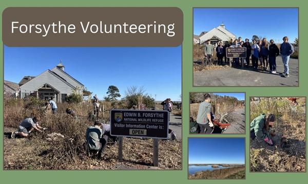 Edwin B. Forsythe National Wildlife Refuge Volunteering
