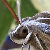 Entomology Club