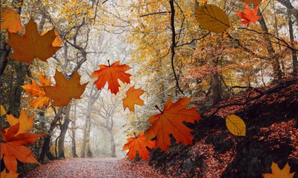 Falling Leaves Festival