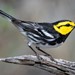 St Edward's Ecological Society Profile Picture