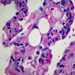 Pathology Interest Group Profile Picture