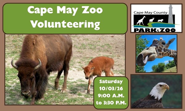 Cape May Zoo Volunteering