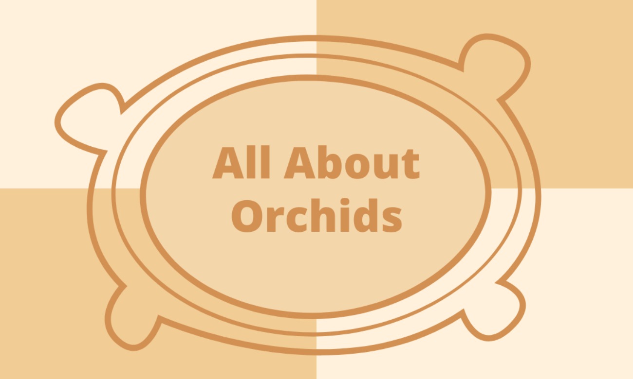 All About Orchids - Baraboo Sauk County starting at Oct. 27, 2022 at 1:00 pm