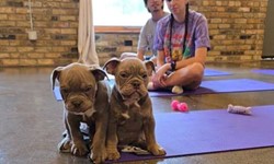 Puppy