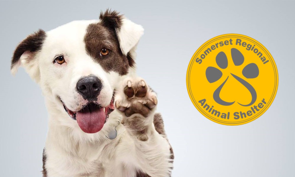 Somerset Regional Animal Shelter - Kean - Cougar Link Somerset Regional Animal Shelter - Kean - Cougar Link