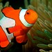 SSNS - Aquaculture and Aquarium Science Profile Picture