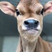 Dairy Science Club Profile Picture