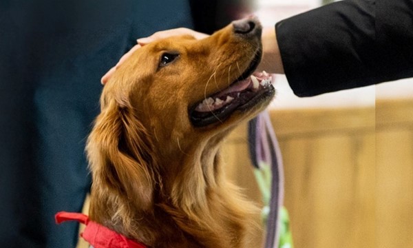 Therapy Dog Thursdays 