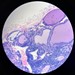 Tech University School of Veterinary Medicine (TTU SVM) Student Chapter of the American College of Veterinary Pathologists (SCACVP) Profile Picture