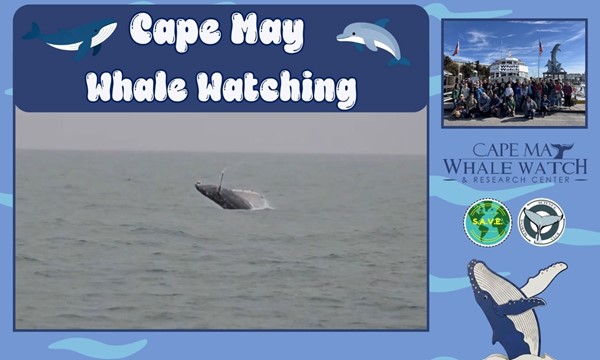 Cape May Whale Watching