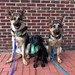 Puppy Raisers of the University of Delaware Profile Picture