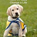 Living Unleashed Profile Picture